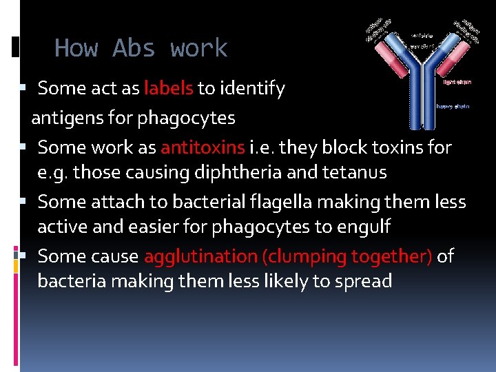 How Abs work Some act as labels to identify antigens for phagocytes Some work