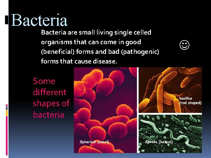Bacteria are small living single celled organisms that can come in good (beneficial) forms