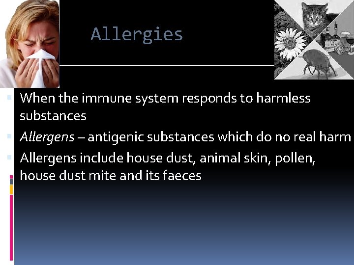 Allergies When the immune system responds to harmless substances Allergens – antigenic substances which