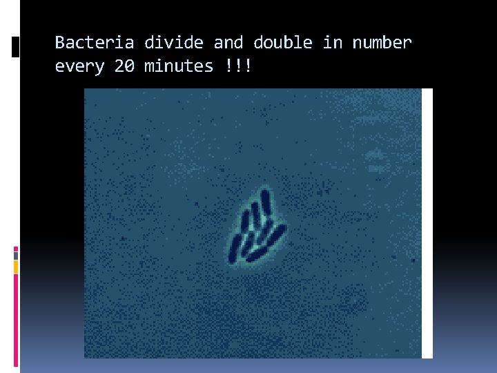Bacteria divide and double in number every 20 minutes !!! 