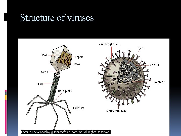 Structure of viruses 