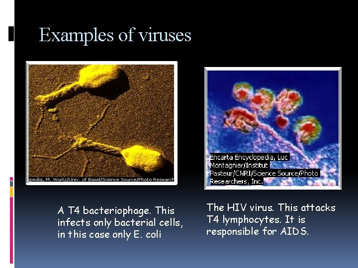 Examples of viruses A T 4 bacteriophage. This infects only bacterial cells, in this