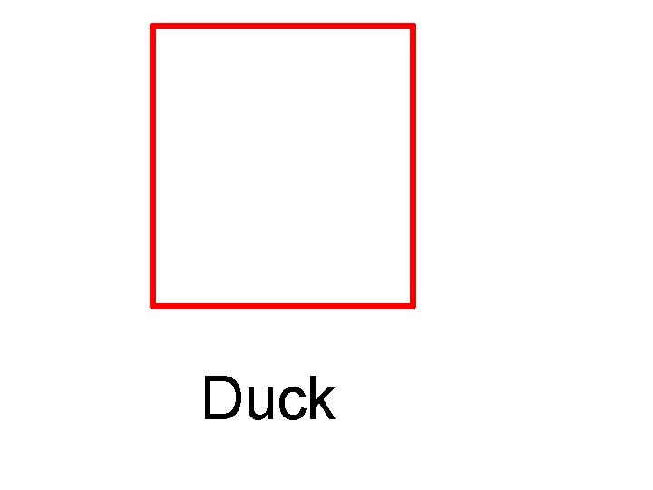 Duck 