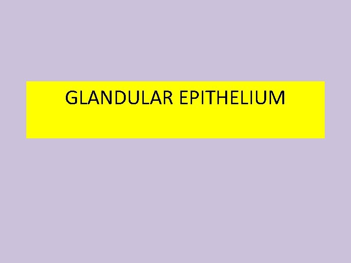 GLANDULAR EPITHELIUM 
