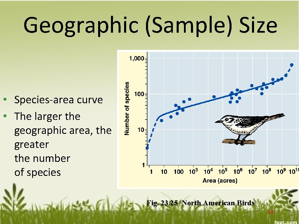 Geographic (Sample) Size • Species-area curve • The larger the geographic area, the greater