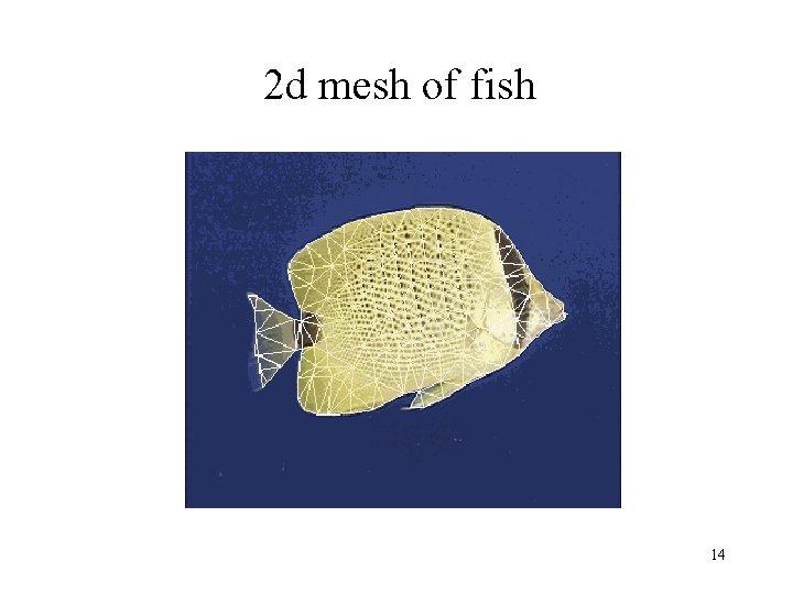 2 d mesh of fish 14 