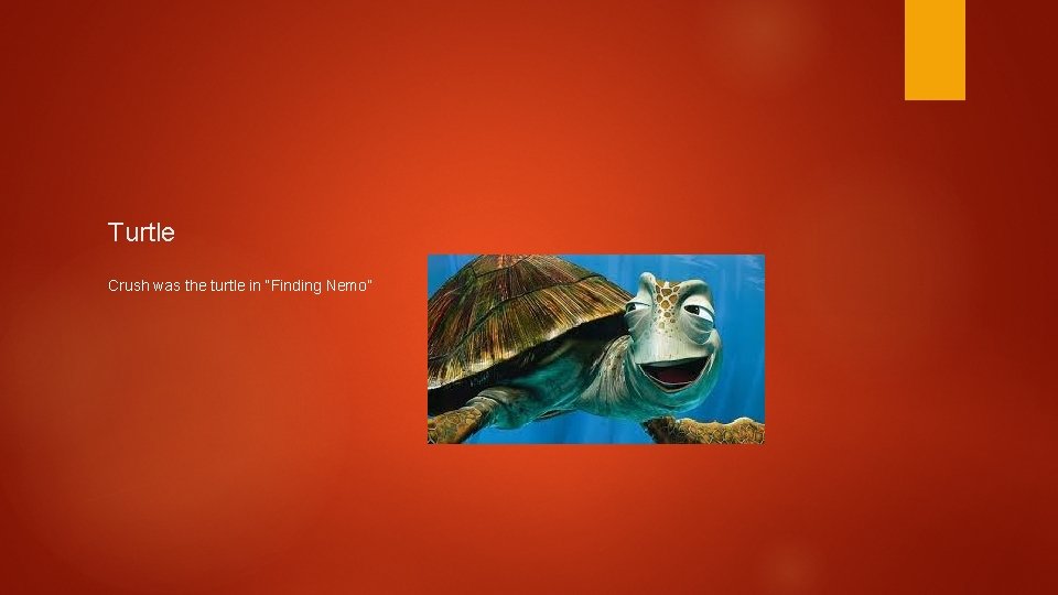 Turtle Crush was the turtle in “Finding Nemo” 