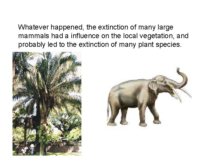 Whatever happened, the extinction of many large mammals had a influence on the local