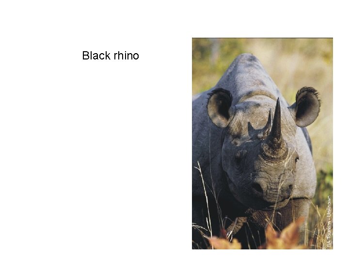 Black rhino 