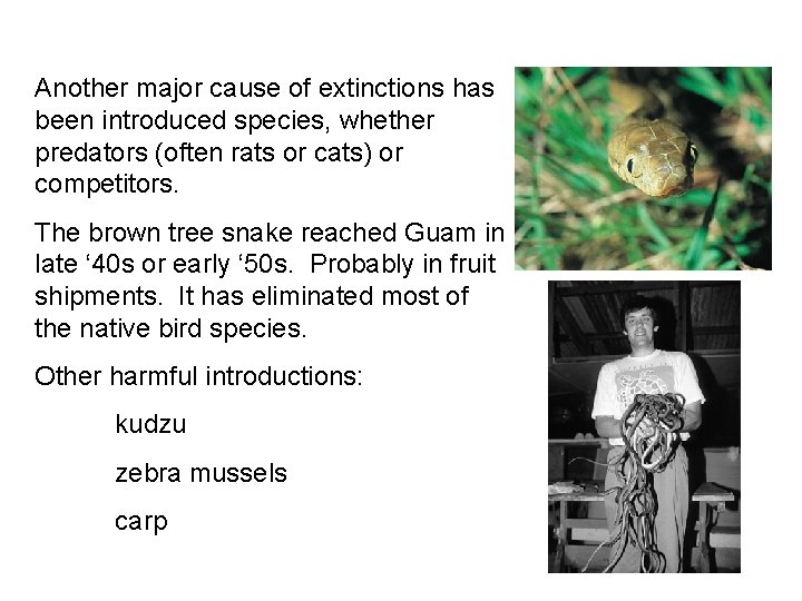 Another major cause of extinctions has been introduced species, whether predators (often rats or
