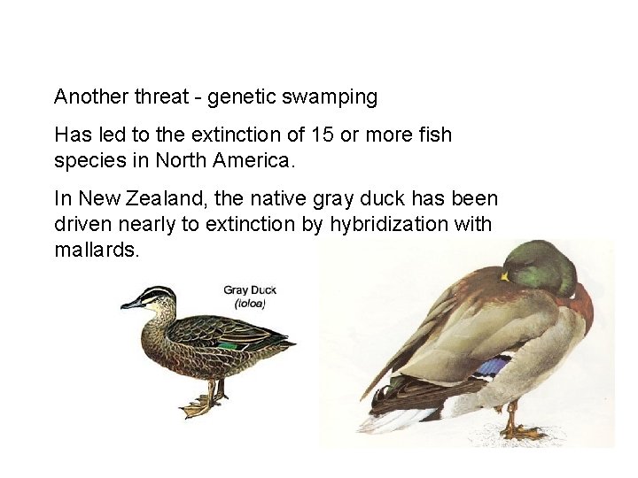 Another threat - genetic swamping Has led to the extinction of 15 or more