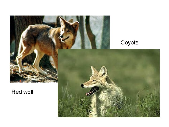 Coyote Red wolf 