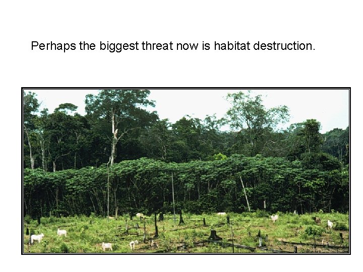 Perhaps the biggest threat now is habitat destruction. 