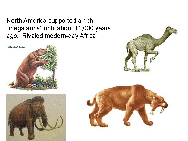 North America supported a rich “megafauna” until about 11, 000 years ago. Rivaled modern-day