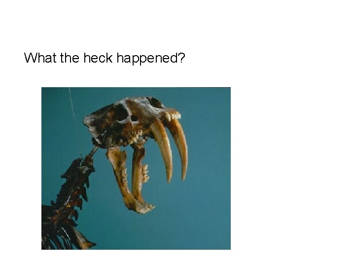 What the heck happened? 