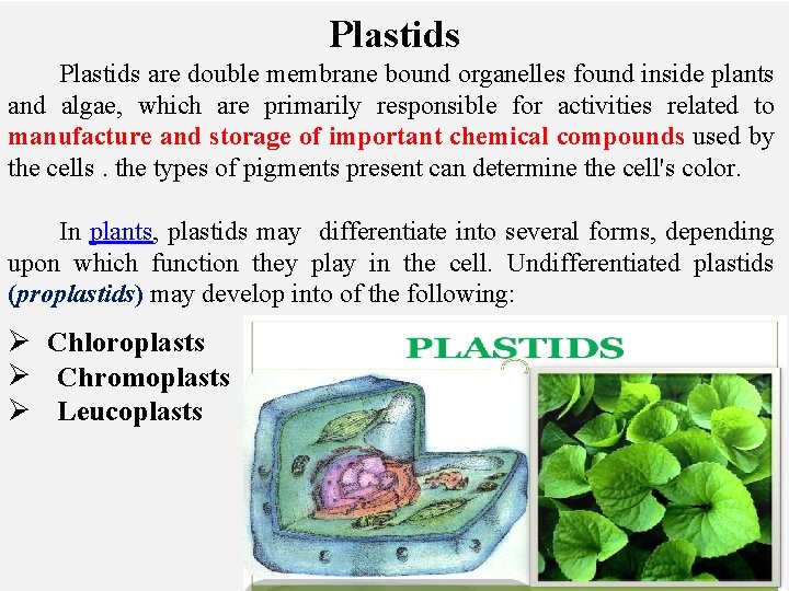 Plastids are double membrane bound organelles found inside plants and algae, which are primarily