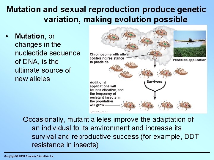 Mutation and sexual reproduction produce genetic variation, making evolution possible • Mutation, or changes