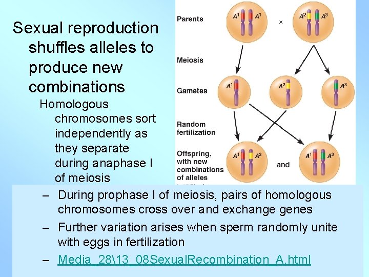 Sexual reproduction shuffles alleles to produce new combinations Homologous chromosomes sort independently as they