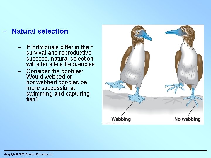 – Natural selection – If individuals differ in their survival and reproductive success, natural