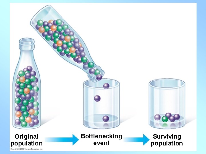 Original population Bottlenecking event Surviving population 