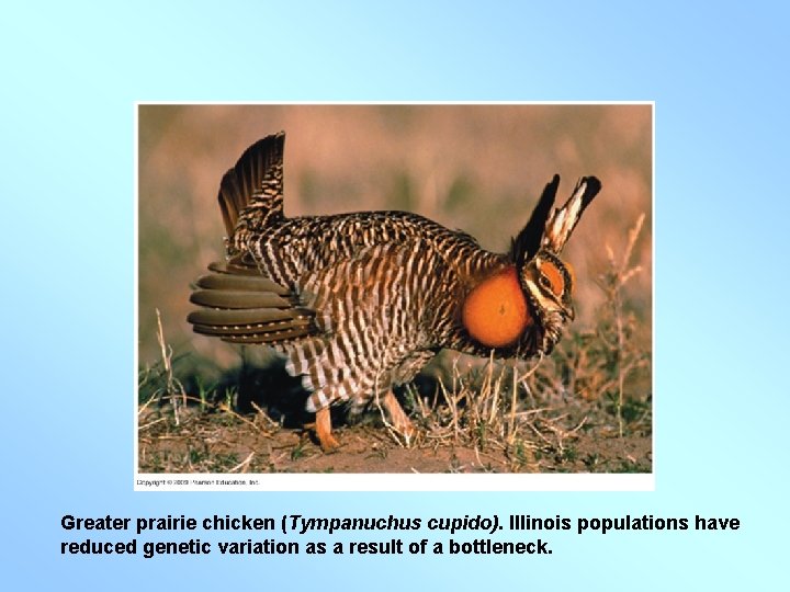 Greater prairie chicken (Tympanuchus cupido). Illinois populations have reduced genetic variation as a result