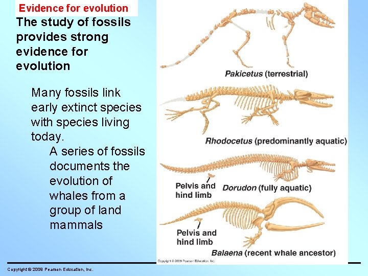 Evidence for evolution The study of fossils provides strong evidence for evolution Many fossils
