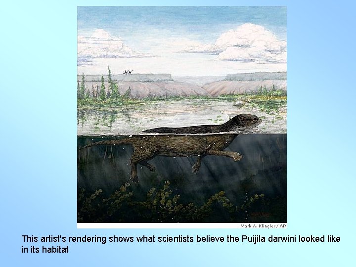 This artist's rendering shows what scientists believe the Puijila darwini looked like in its