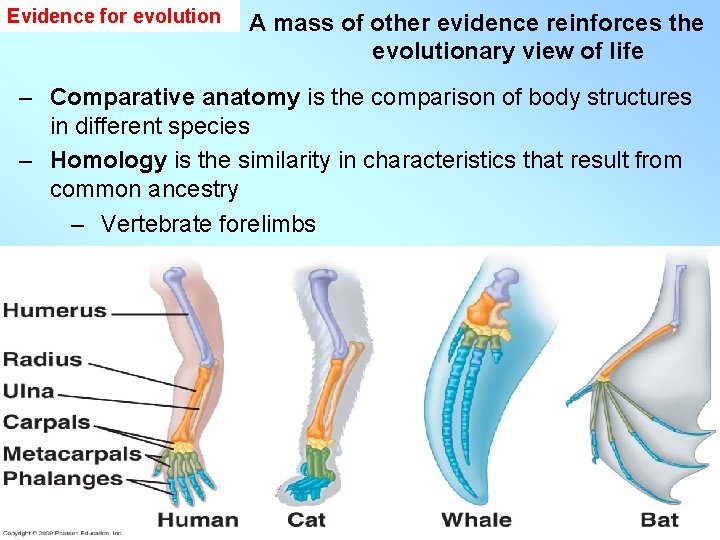 Evidence for evolution A mass of other evidence reinforces the evolutionary view of life Evidence for evolution A mass of other evidence reinforces the evolutionary view of life