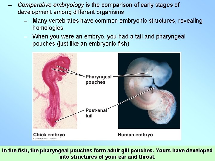 – Comparative embryology is the comparison of early stages of development among different organisms