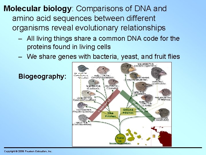 Molecular biology: Comparisons of DNA and amino acid sequences between different organisms reveal evolutionary