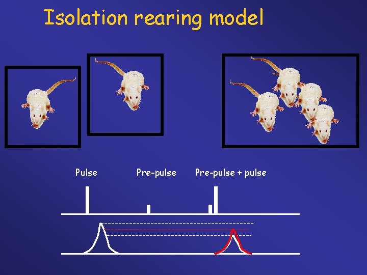 Isolation rearing model Pulse Pre-pulse + pulse 