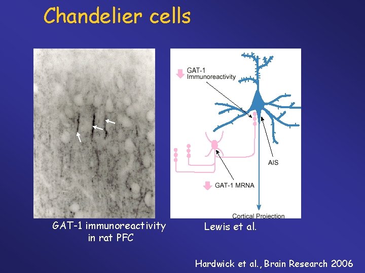 Chandelier cells GAT-1 immunoreactivity in rat PFC Lewis et al. Hardwick et al. ,