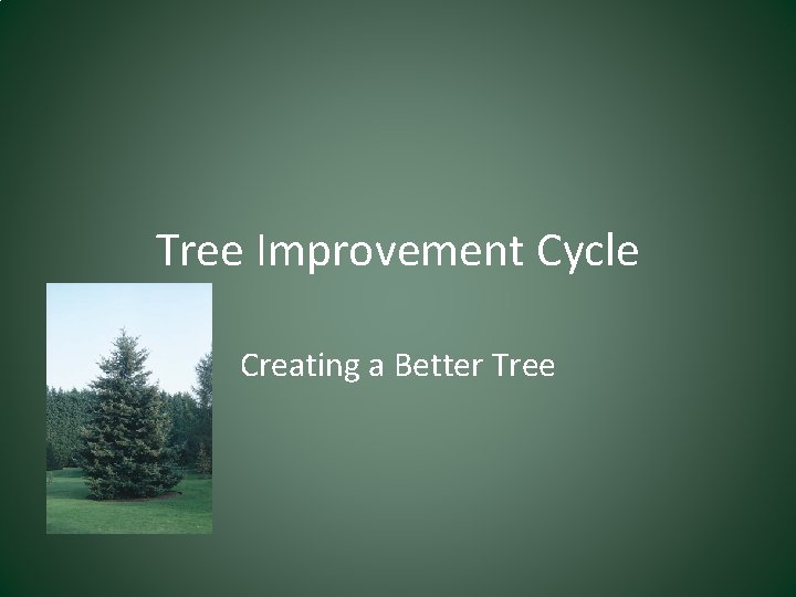 Tree Improvement Cycle Creating a Better Tree 