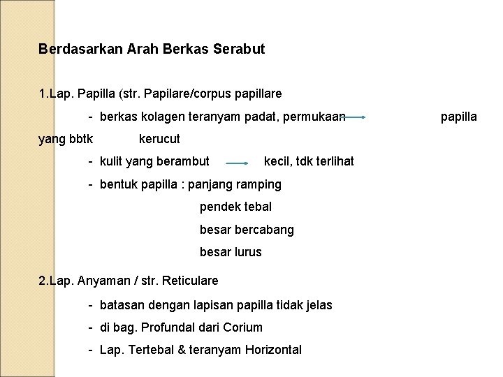 Berdasarkan Arah Berkas Serabut 1. Lap. Papilla (str. Papilare/corpus papillare - berkas kolagen teranyam