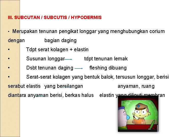 III. SUBCUTAN / SUBCUTIS / HYPODERMIS • Merupakan tenunan pengikat longgar yang menghubungkan corium