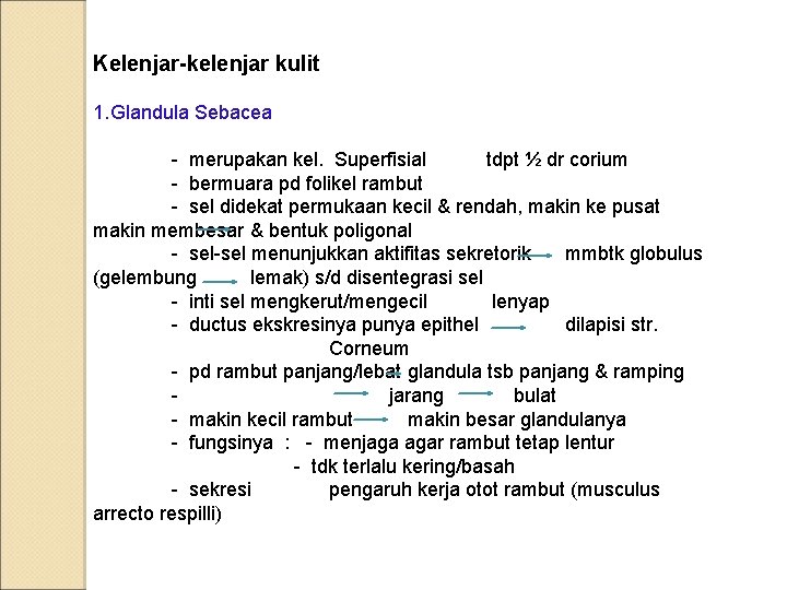 Kelenjar-kelenjar kulit 1. Glandula Sebacea - merupakan kel. Superfisial tdpt ½ dr corium -