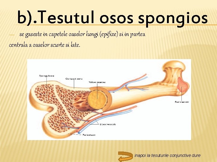 b). Tesutul osos spongios se gaseste in capetele oaselor lungi (epifize) si in partea