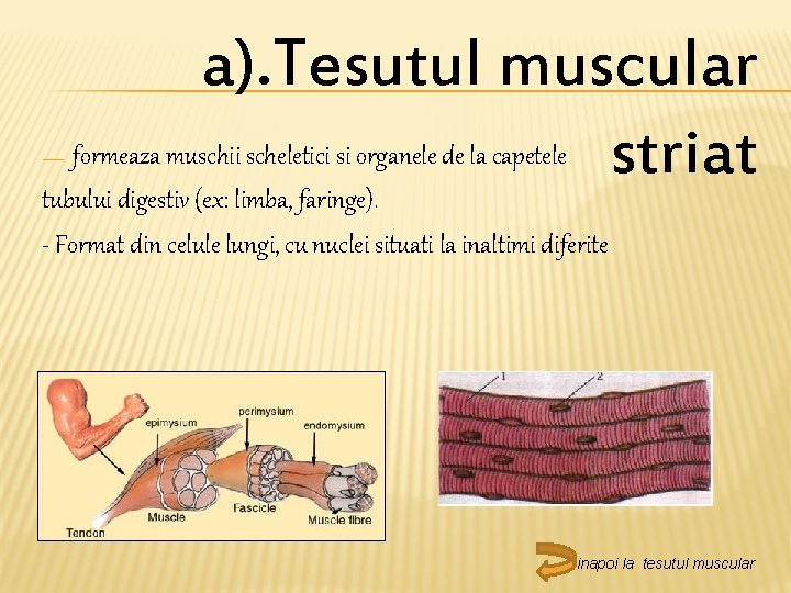 a). Tesutul muscular formeaza muschii scheletici si organele de la capetele striat tubului digestiv