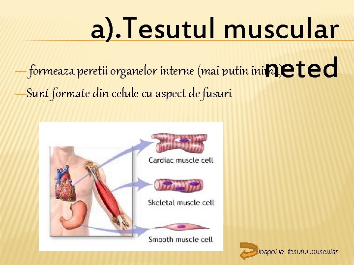 — a). Tesutul muscular formeaza peretii organelor interne (mai putin inima). neted —Sunt formate