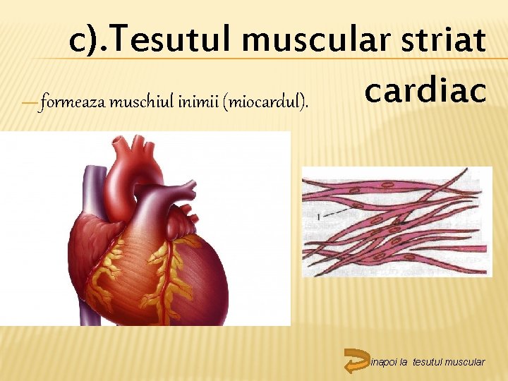 — c). Tesutul muscular striat cardiac formeaza muschiul inimii (miocardul). inapoi la tesutul muscular