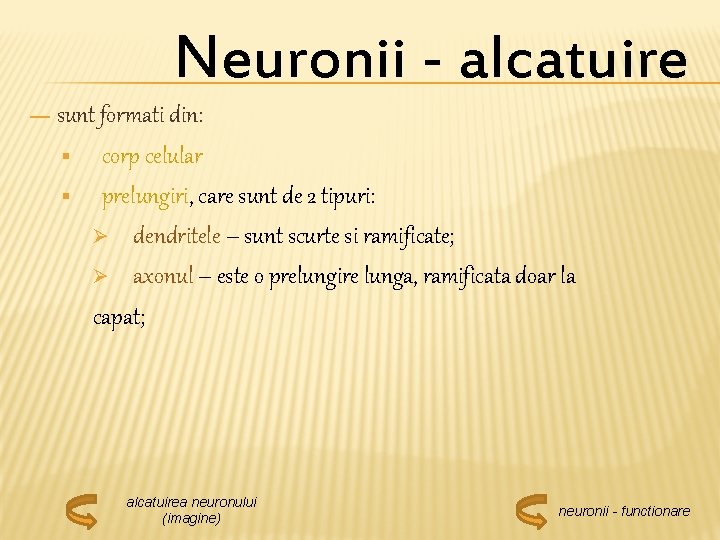 Neuronii - alcatuire — sunt formati din: § corp celular § prelungiri, care sunt