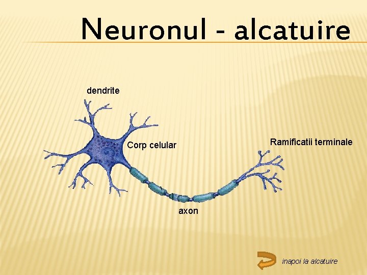 Neuronul - alcatuire dendrite Ramificatii terminale Corp celular axon inapoi la alcatuire 