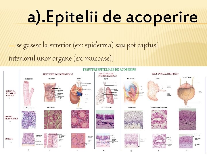 a). Epitelii de acoperire — se gasesc la exterior (ex: epiderma) sau pot captusi