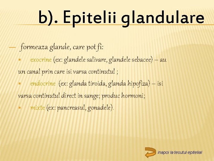 b). Epitelii glandulare — formeaza glande, care pot fi: exocrine (ex: glandele salivare, glandele