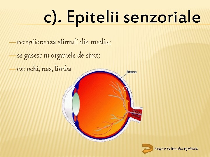 c). Epitelii senzoriale — receptioneaza stimuli din mediu; — se gasesc in organele de