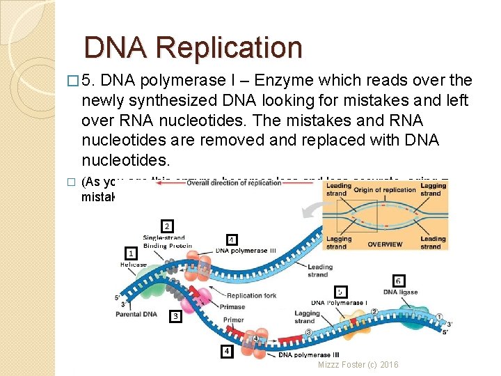 DNA Replication � 5. DNA polymerase I – Enzyme which reads over the newly