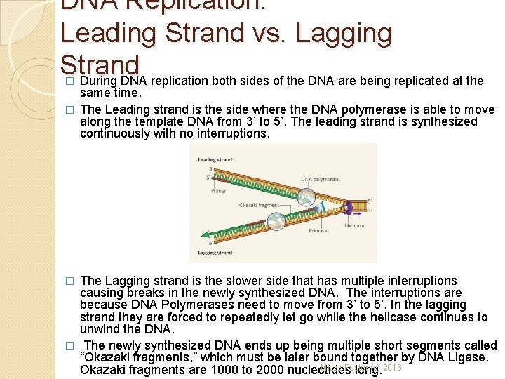 DNA Replication: Leading Strand vs. Lagging Strand During DNA replication both sides of the