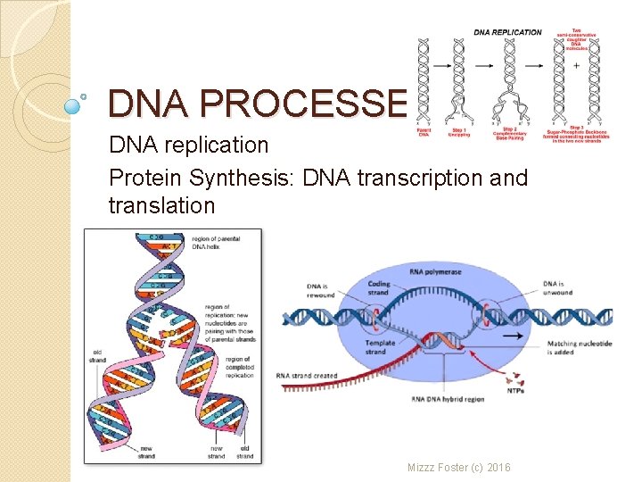 DNA PROCESSES DNA replication Protein Synthesis: DNA transcription and translation Mizzz Foster © 2016