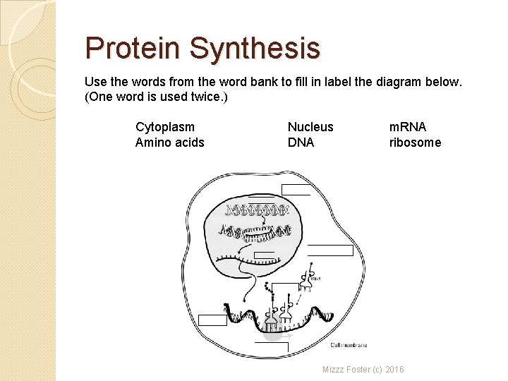 Protein Synthesis Use the words from the word bank to fill in label the