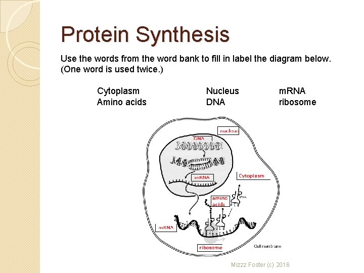 Protein Synthesis Use the words from the word bank to fill in label the